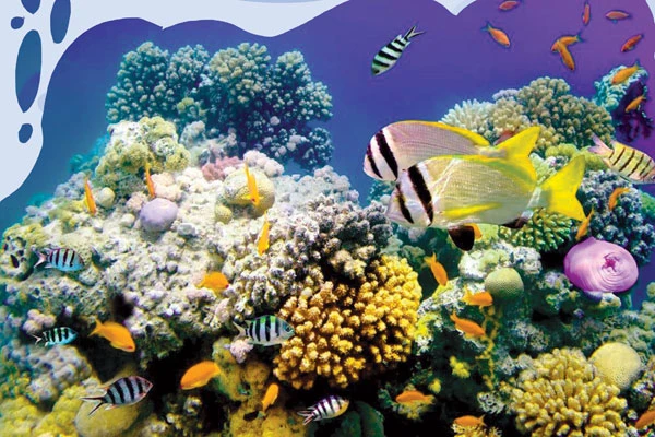 مرجان های دریایی خلیج فارس