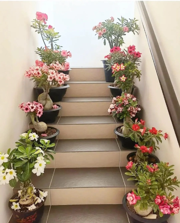 حضور گیاهان آپارتمانی در راه‌پله خانه ایرانی